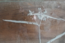 spiderwort detail