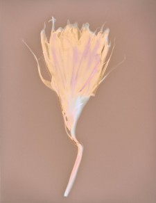 Good Night Blooming Cereus I, Lumen Print / Main Image