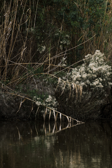Fall Freshwater Marsh Reflection / Main Image