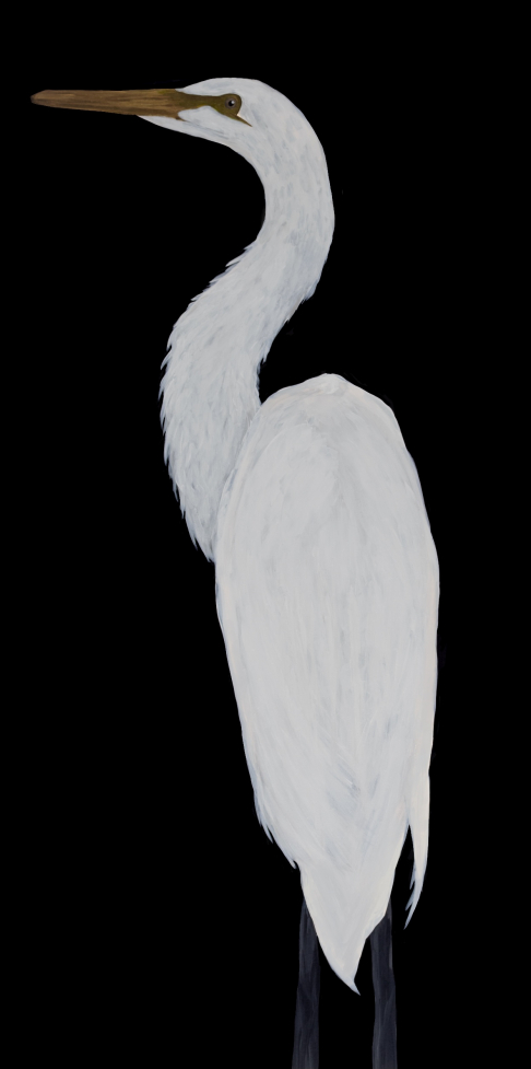Great Egret in Black II Giclee Print
