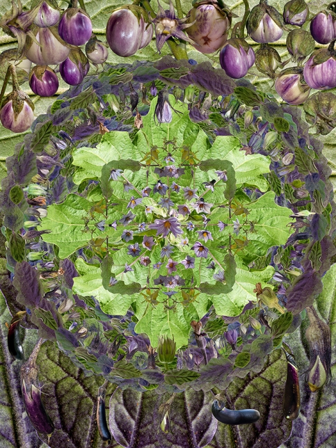 Mandala Eggplant Large