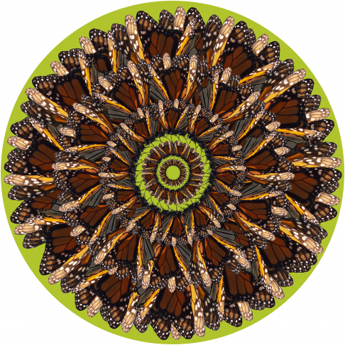Monarch Pupil