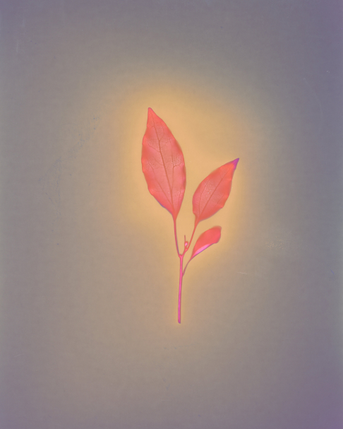 Camphor Rebirth, Unfixed