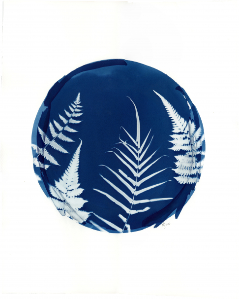 Full Circle Ferns