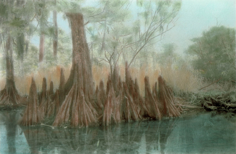 Cypress Knees