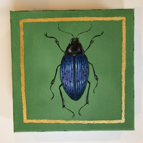 Jewel Beetle 6