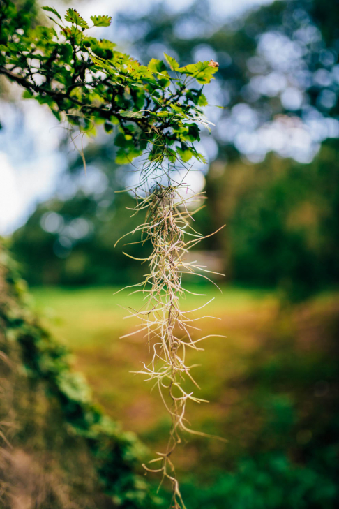 Spanish Moss