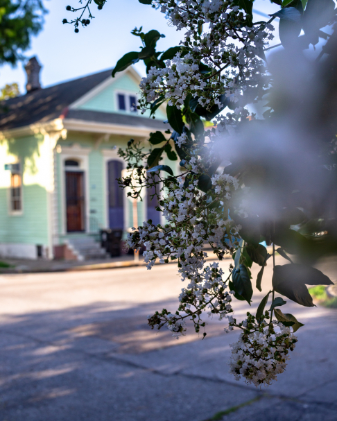 Springtime Blossoms