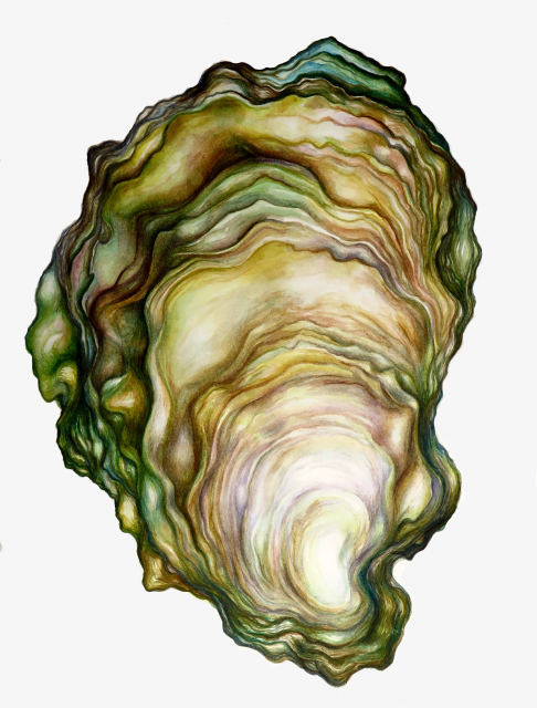 Oyster I Hardly Knew Her Archival Print