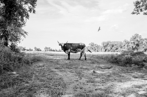 Lone Steer