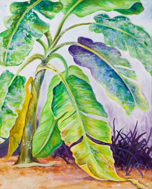 Banana Tree Bathed in Purple