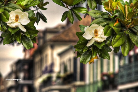 French Quarter Magnolias