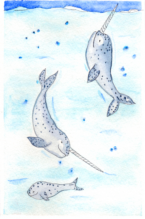 Narwhal Family