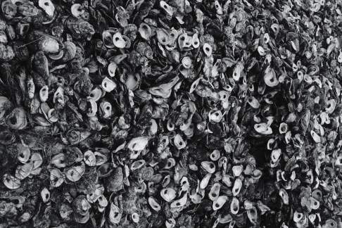Oyster Landscape