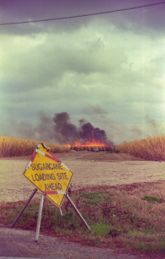 12.09.19 Sugarcane Loading Site Sign #2