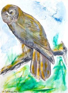 Louisiana Grey Owl Study on Oil Paper