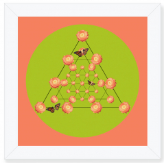 Ranaculus Nexus lime Green and Pink Framed Print