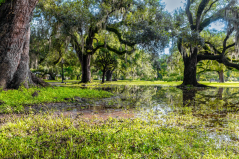 Audubon Swamp