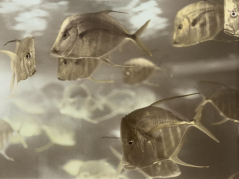 Beneath the Surface