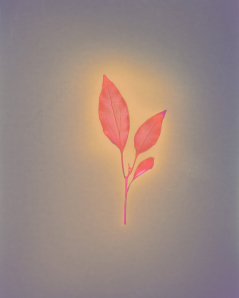 Camphor Rebirth, Unfixed