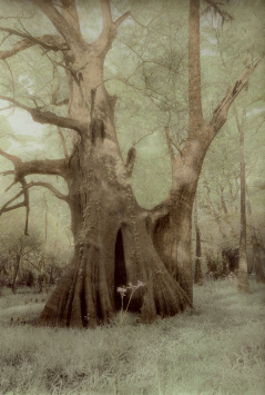 Cat Island Cypress