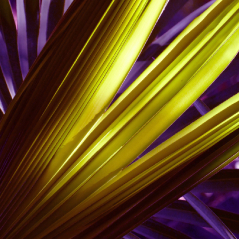 Flora Series "Contrast in Color""
