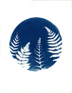 Fern Patterns