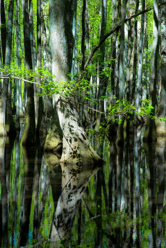 Cypress Reflections and Shadows, vertical 1608