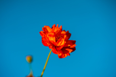 Cosmos in the Sky