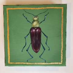 Jewel Beetle 5