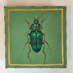 Jewel Beetle 9