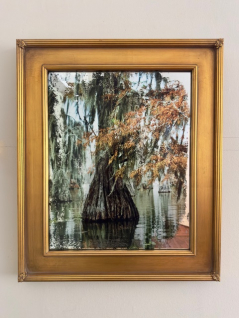 Lake St. John Cypress