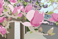 Japanese Magnolias #1