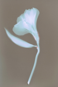 Blue Lily, Lumen Print