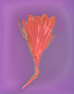 Good Night Blooming Cereus II, Lumen Print