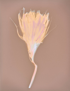 Good Night Blooming Cereus I, Lumen Print