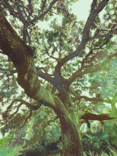 Oak Tree (Green)