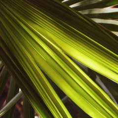 Flora Series - Palm Pairs 2