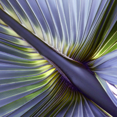 Flora Series - Purple Majesty