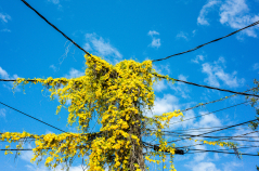 Flowers on a Pole