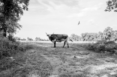 Lone Steer