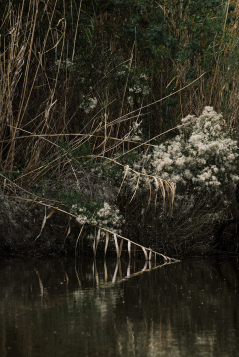 Fall Freshwater Marsh Reflection