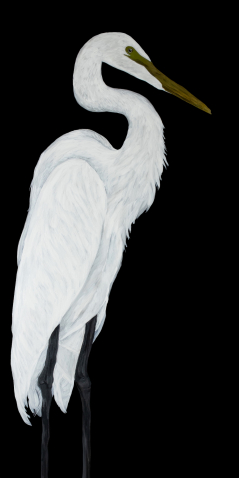 Great Egret in Black I Giclee Print