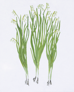 Snowdrop Botanical Original Painting