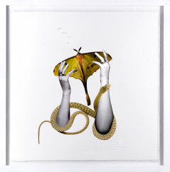 Shedding Season [Original Sold-Prints Available]