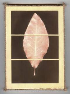 Pieces of Nature, Magnolia Leaf
