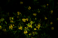 Yellow in the Dark