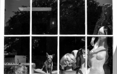 Doggie in the Window