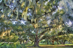 City Park Oak Tree