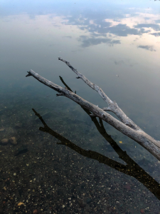 Floating Branch / Main Image